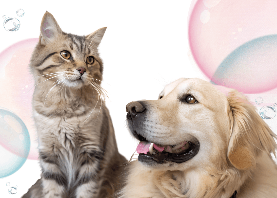 Happy cat and dog - veterinary care