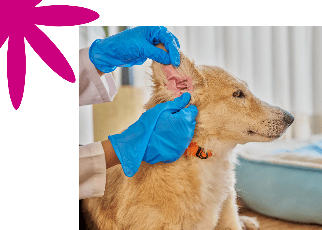 Wellness Examinations