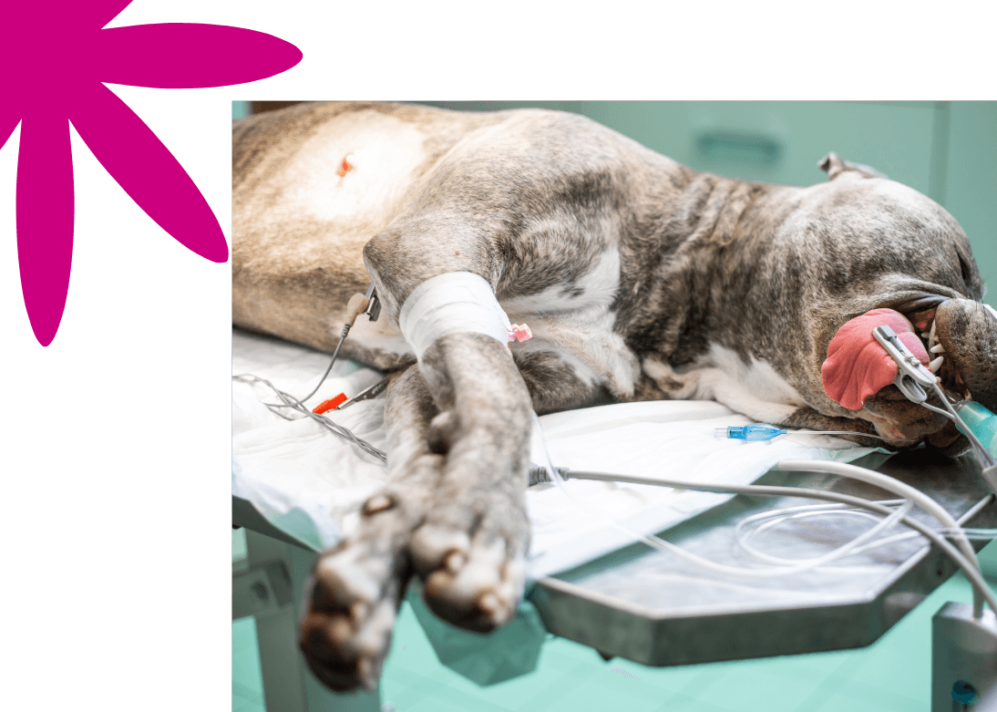 Emergency Veterinary Care