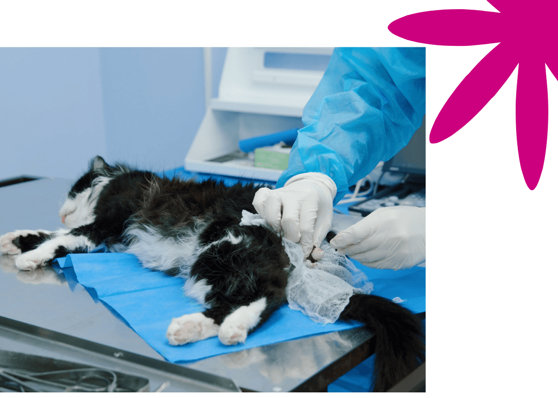 Soft Tissue Surgeries